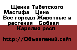 Щенки Тибетского Мастифа › Цена ­ 60 000 - Все города Животные и растения » Собаки   . Карелия респ.